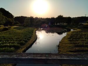 蟹ヶ谷公園湿地帯夕焼け